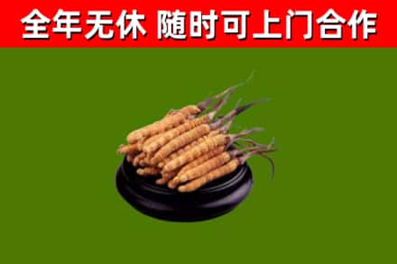 泗阳回收散虫草